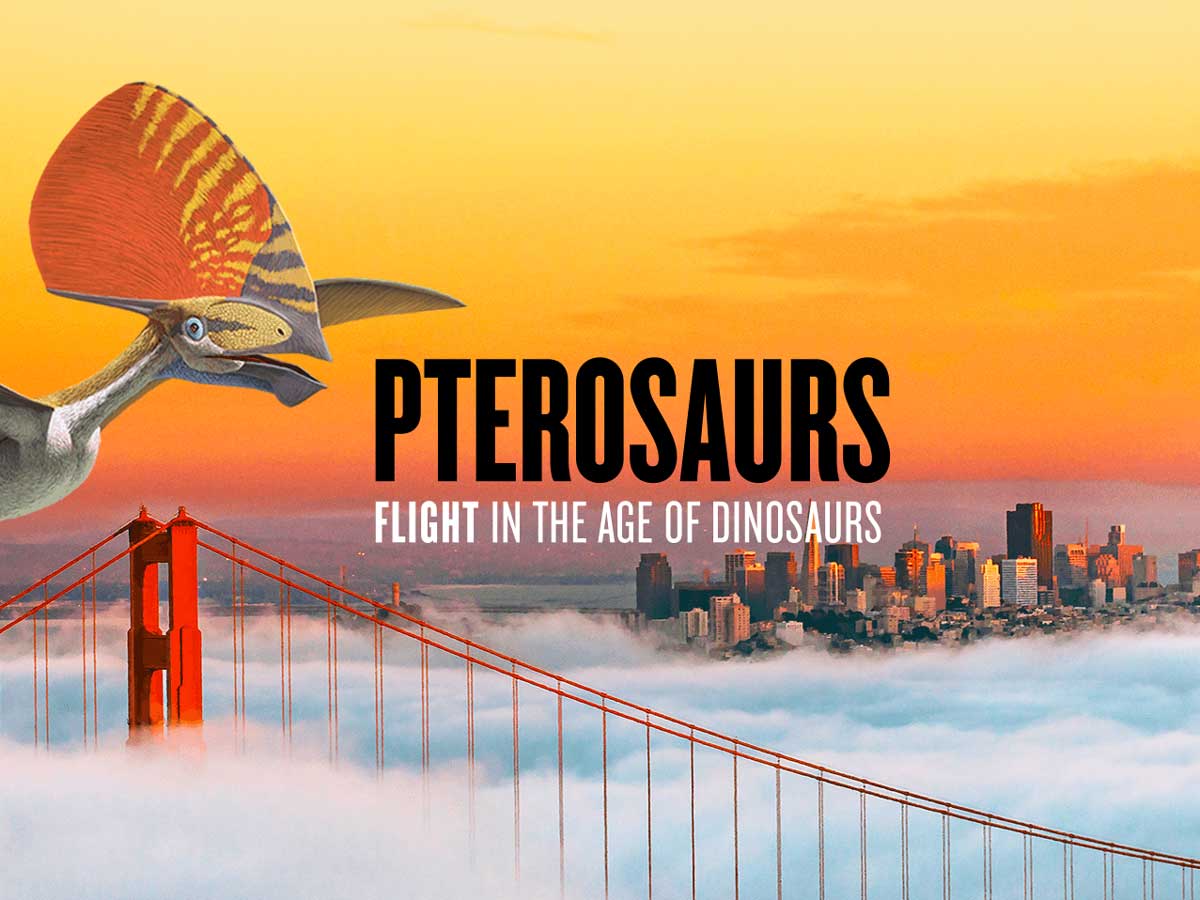 pterosaurs flight in the age of dinosaurs