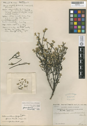 Telanthera nudicaulis, Hook. Holotype collected by Col. Alban Stewart on the CAS expedition to the Galapagos Islands, 1905-1906.