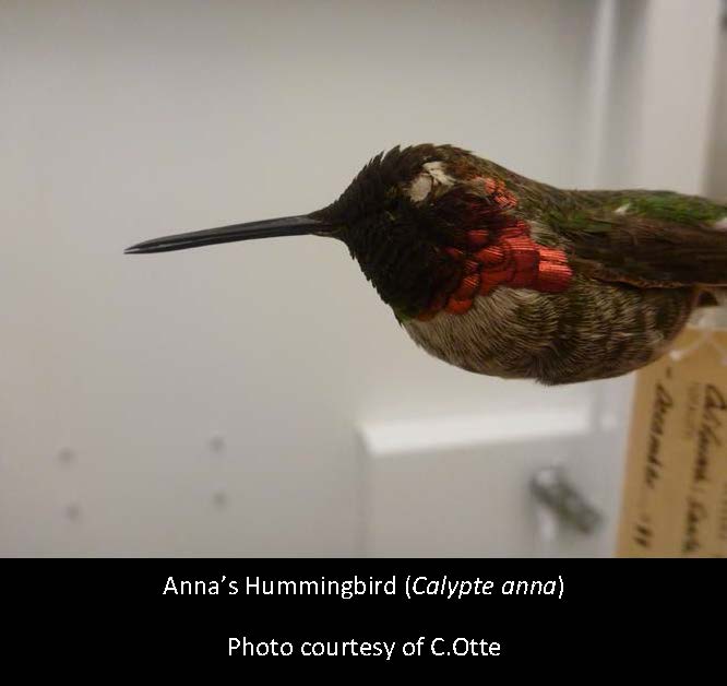 Anna's Hummingbird