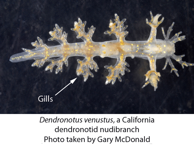 dendronotus-venustus