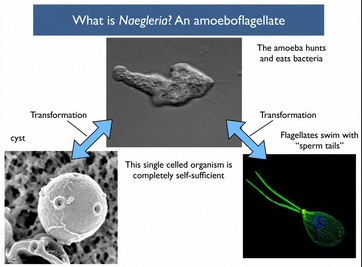 naegleria