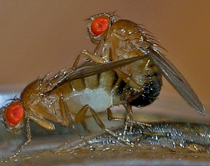 Fruit_flies