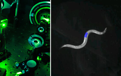 wormoptogenetics