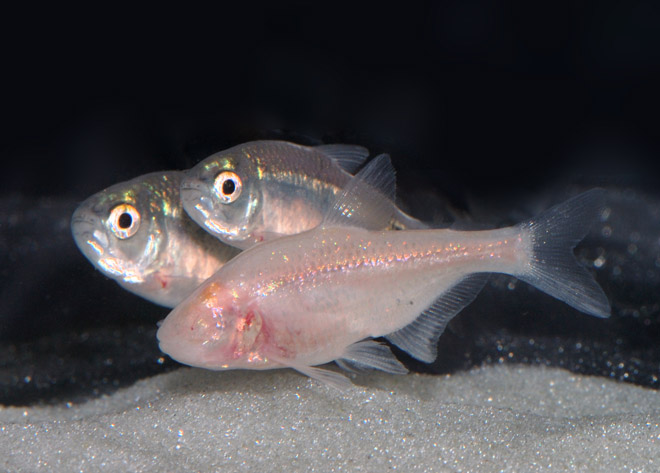 cavefish