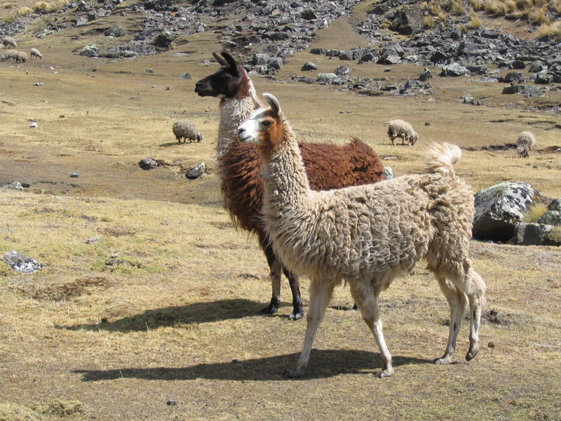 LLama3