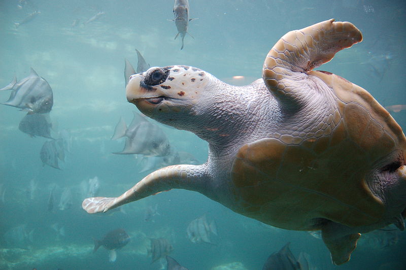 Loggerhead_sea_turtle