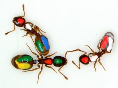 antcolors