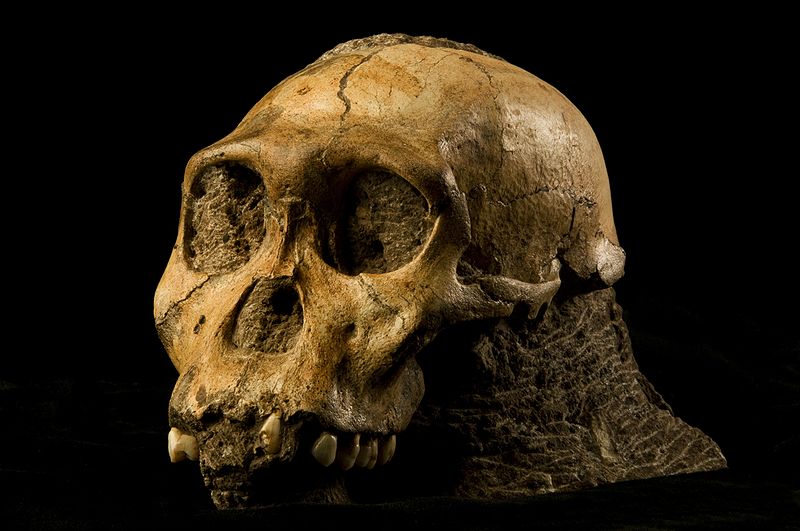 Australopithecus_sediba