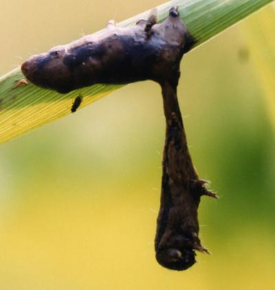 GypsyMothCaterpillar