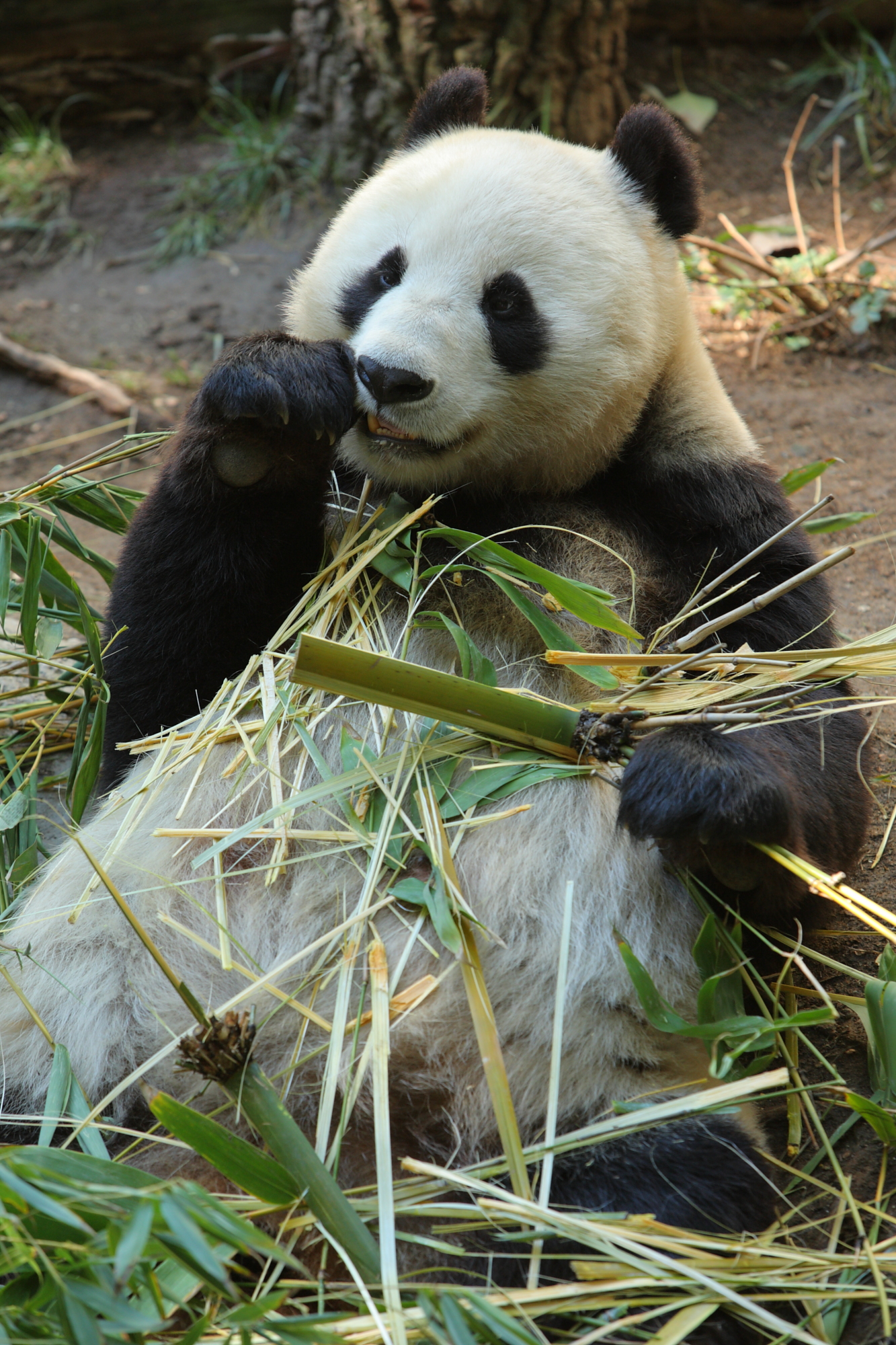 Bai_yun_giant_panda