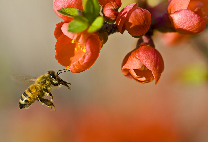 Pollination