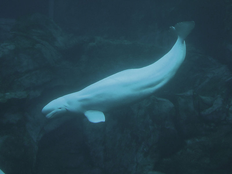 Beluga03