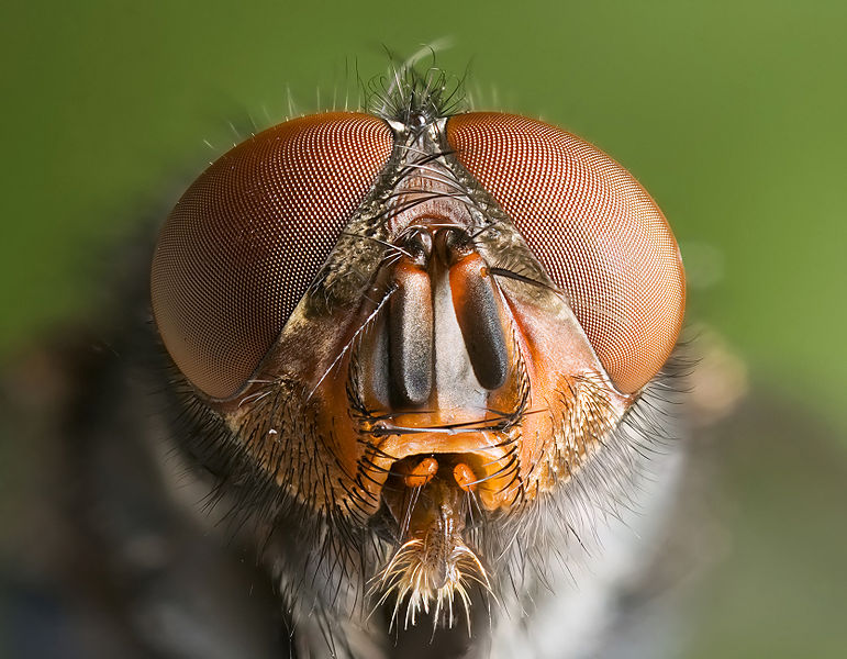 Calliphora_vomitoria_Portrait