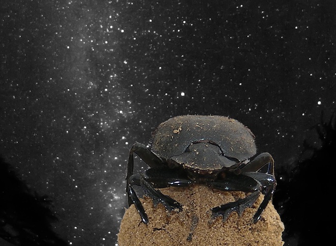 dung_beetle_milky_way