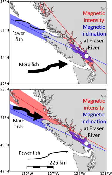 SalmonMagnetism