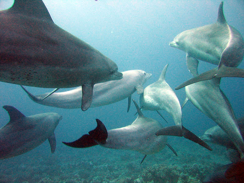 Dolphins_gesture_language