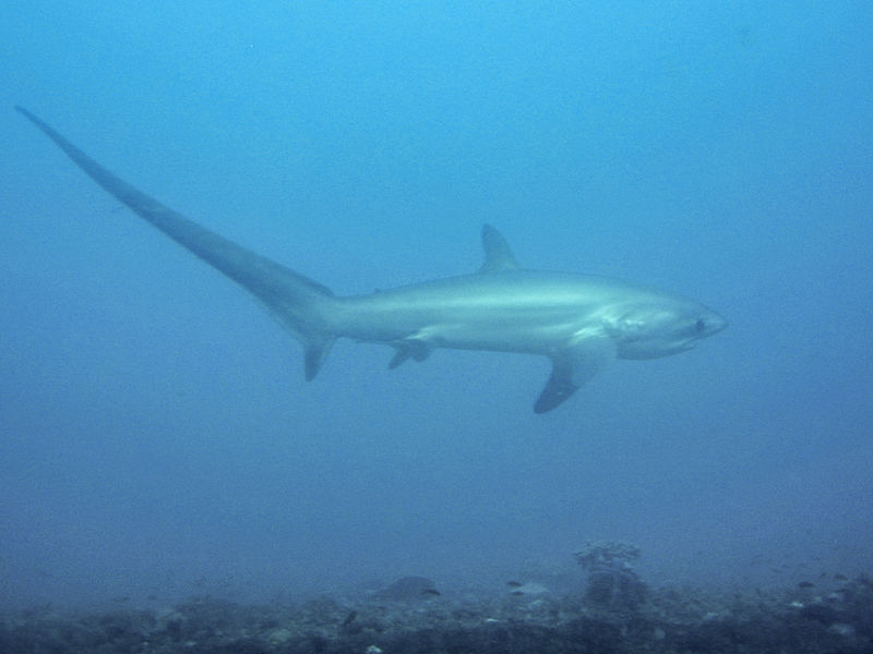 Threshershark