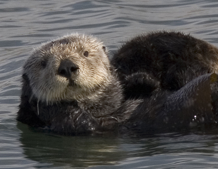 Sea_otter_cropped