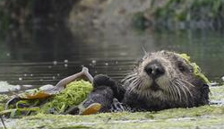 sea otter