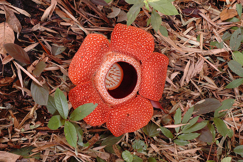 Rafflesia