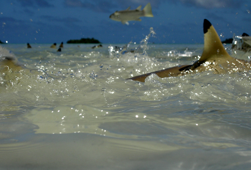 Carcharhinus_melanopterus_feeding