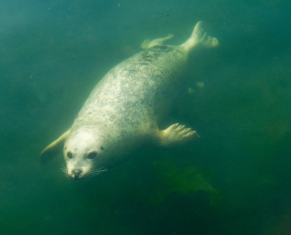 Pinniped_underwater