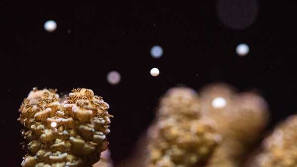 Acropora corals releasing gametes in the Academy's Coral Regeneration Lab during a spawning event. Photo by Gayle Laird