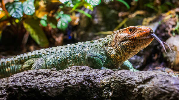 Red-headed and green-bodied northern caiman lizard with its tongue out. On exhibit in Steinhart Aquarium. Photo by Gayle Laird