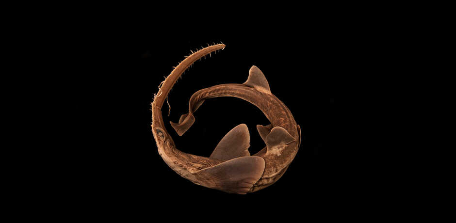 A sawshark specimen forms the shape of a circle against a dramatic black background
