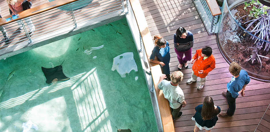 Aerial shot of Academy docent and guests on walkway over Mangrove Lagoon