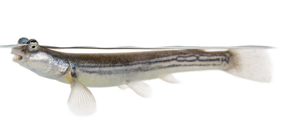 Anableps anableps, or four-eyed-fish, against a white background