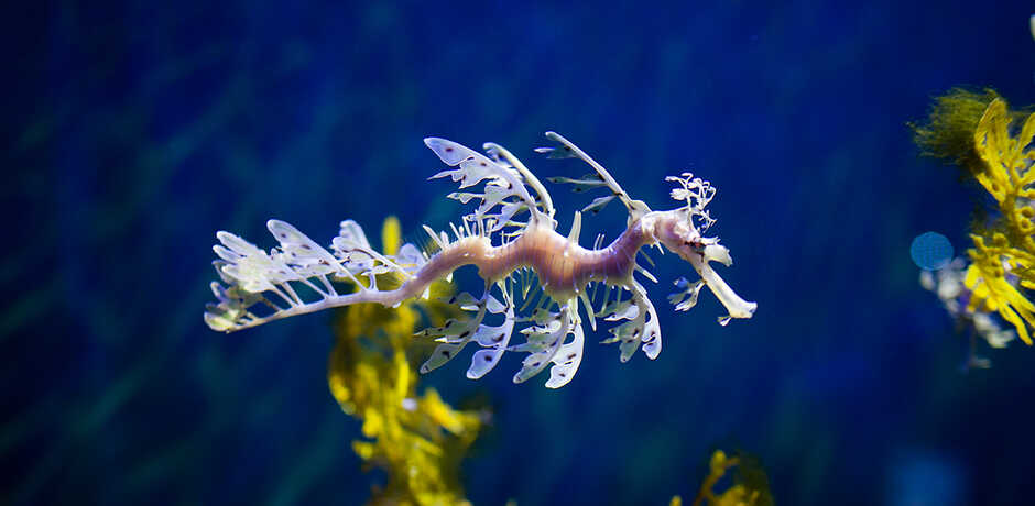 A stunning leafy seadragon swimming in its exhibit at the Steinhart Aquarium 