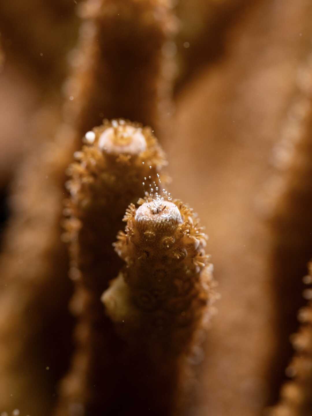 Corals release gametes under white light.