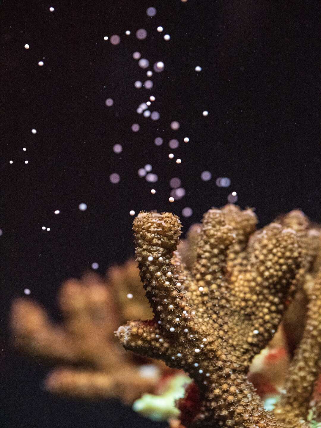 A branch of coral spawns under white light.