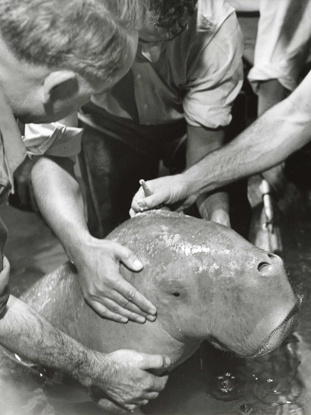 Eugenie the dugong arrives at Steinhart Aquarium in 1955