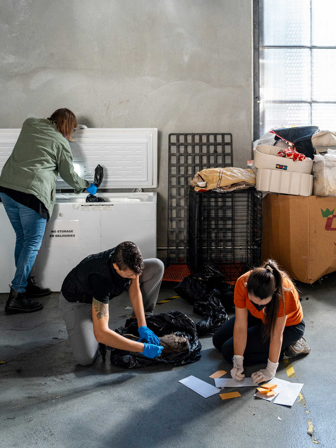 Scientists Christine Wilkinson and Tali Caspi collect whisker and fur samples from deceased animals at SFACC while Deb Campbell (left) removes a specimen from a freezer. Photo by Gayle Laird