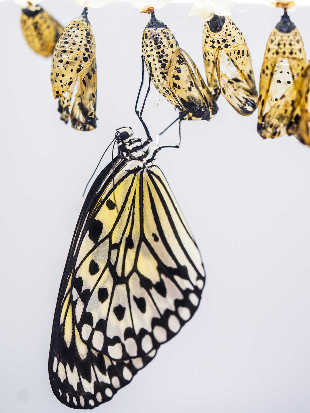 A black, yellow, and white butterfly hangs down from a chrysalis in Osher Rainforest against a white backdrop. 