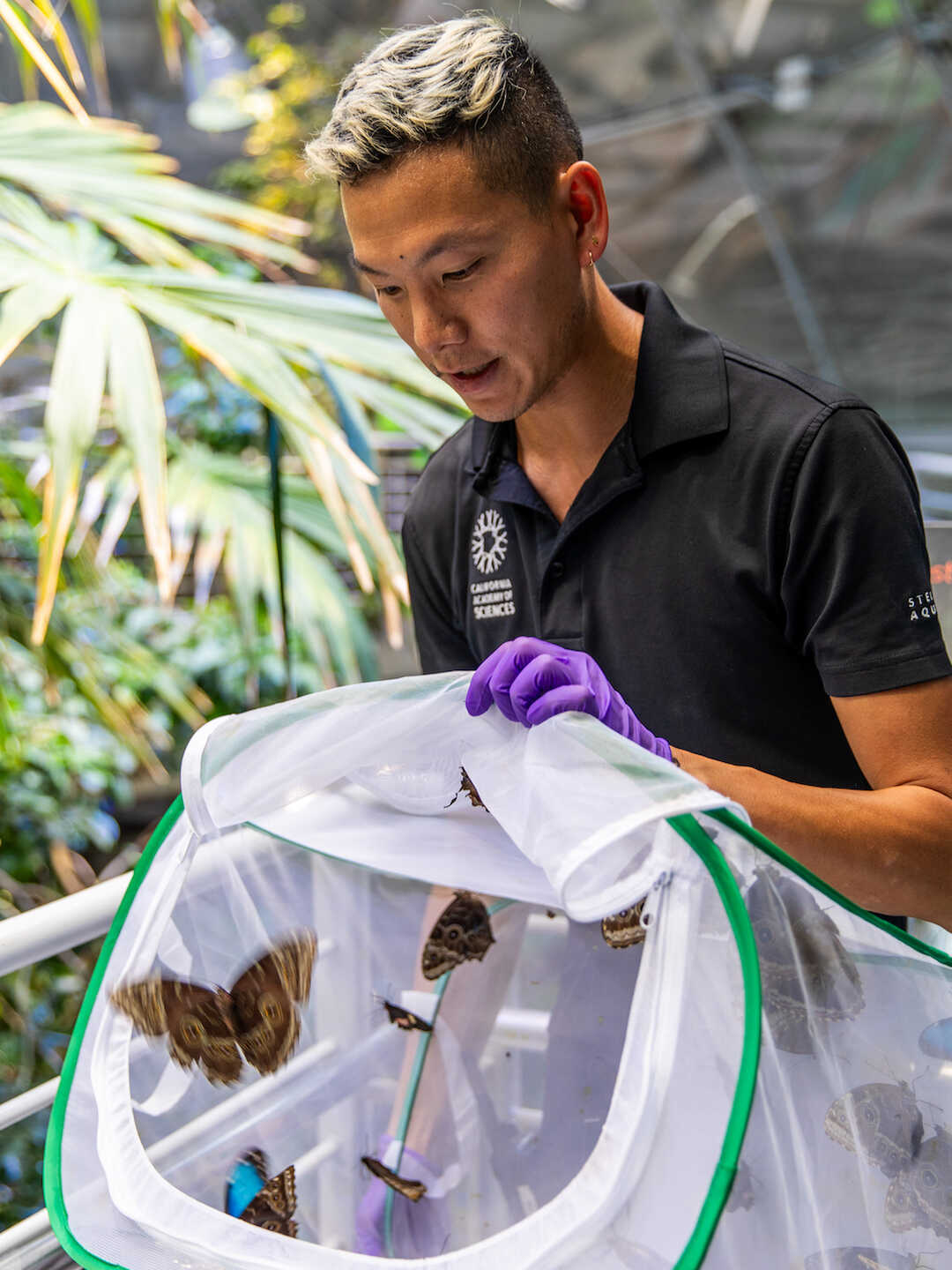 An Academy biologist reintroduces butterflies to Osher Rainforest, releasing them from netted enclosures.  