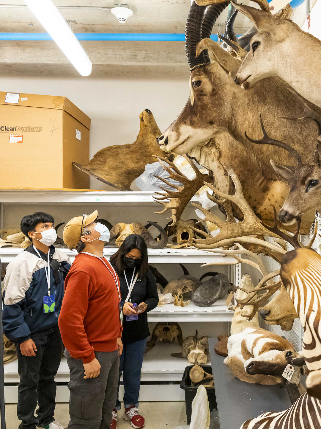  A group of guests peers upward at a wall of taxidermied deer, oryx, zebra, and other animal heads in a VIP collections tour.
