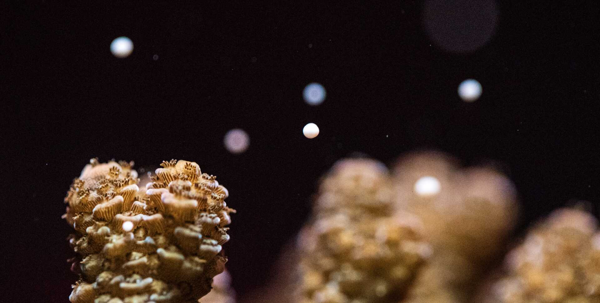 Acropora corals releasing gametes in the Academy's Coral Regeneration Lab during a spawning event. Photo by Gayle Laird
