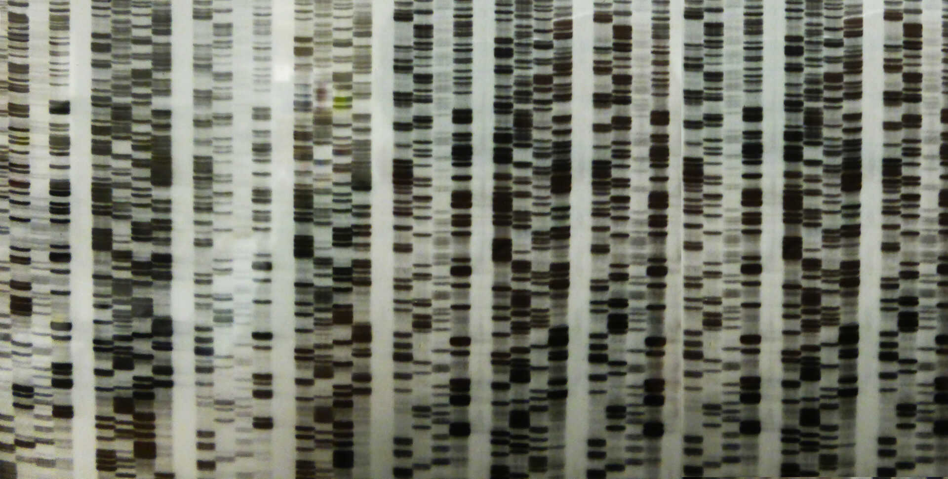 1996 Autorad from manual Sanger sequencing