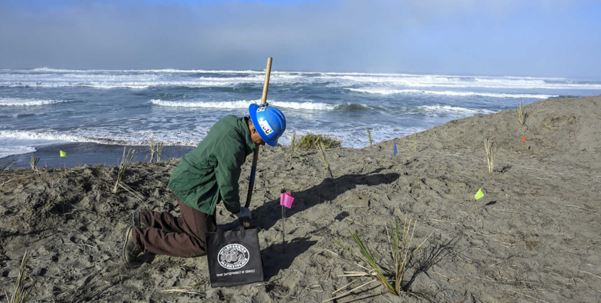 Worker restores dunes at Humboldt Bay National Wildlife Refuge