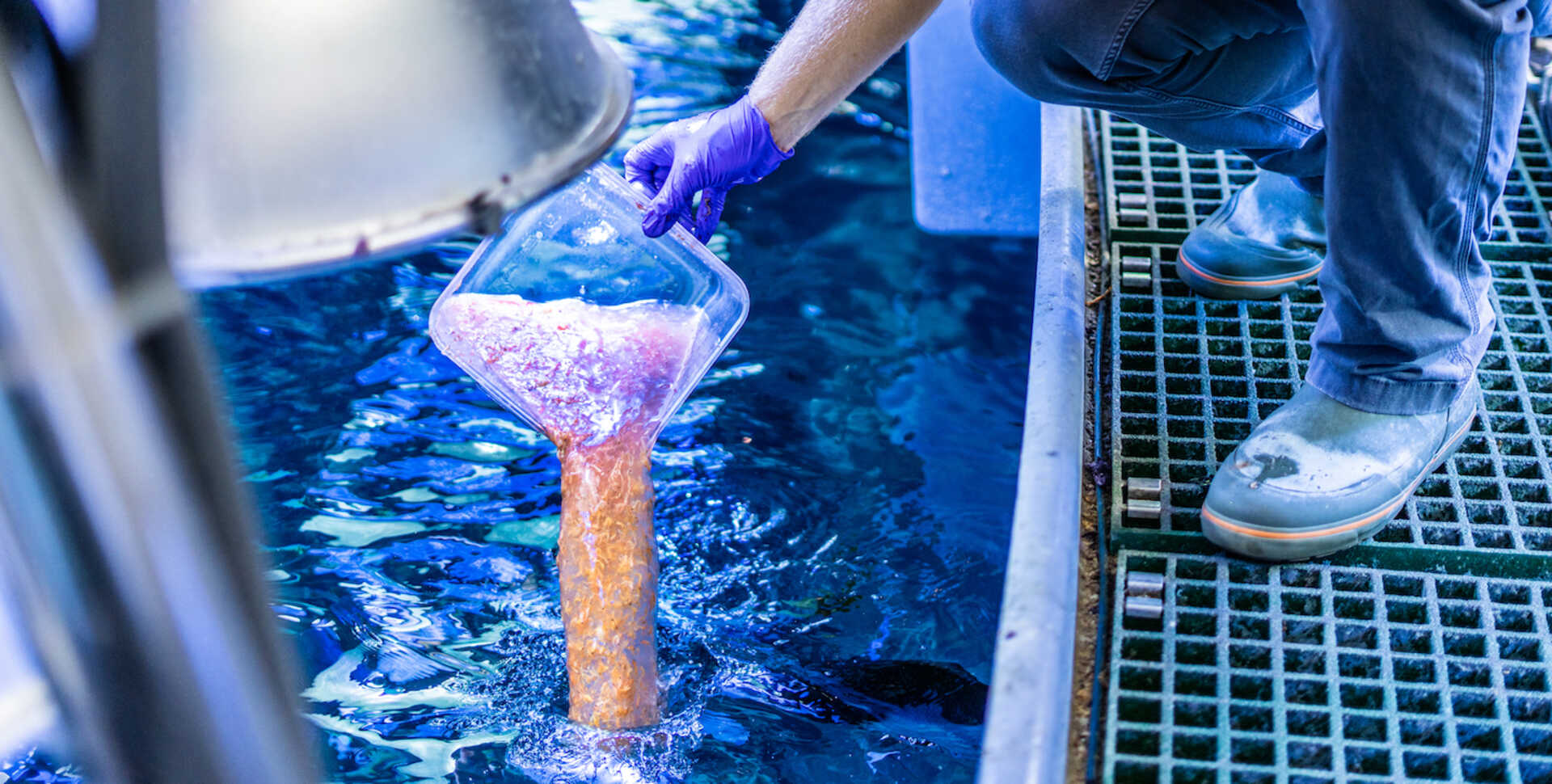 Biologist Walker Calhoun pours krill into Philippine Coral Reef tank.