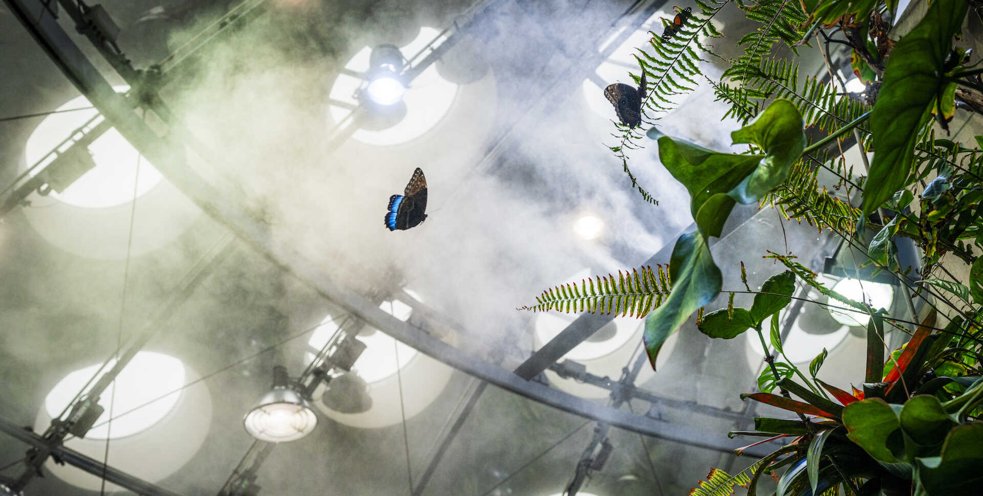 A blue morpho butterfly glides in front of fog and mist inside Osher Rainforests glass dome, with tropical foliage visible.