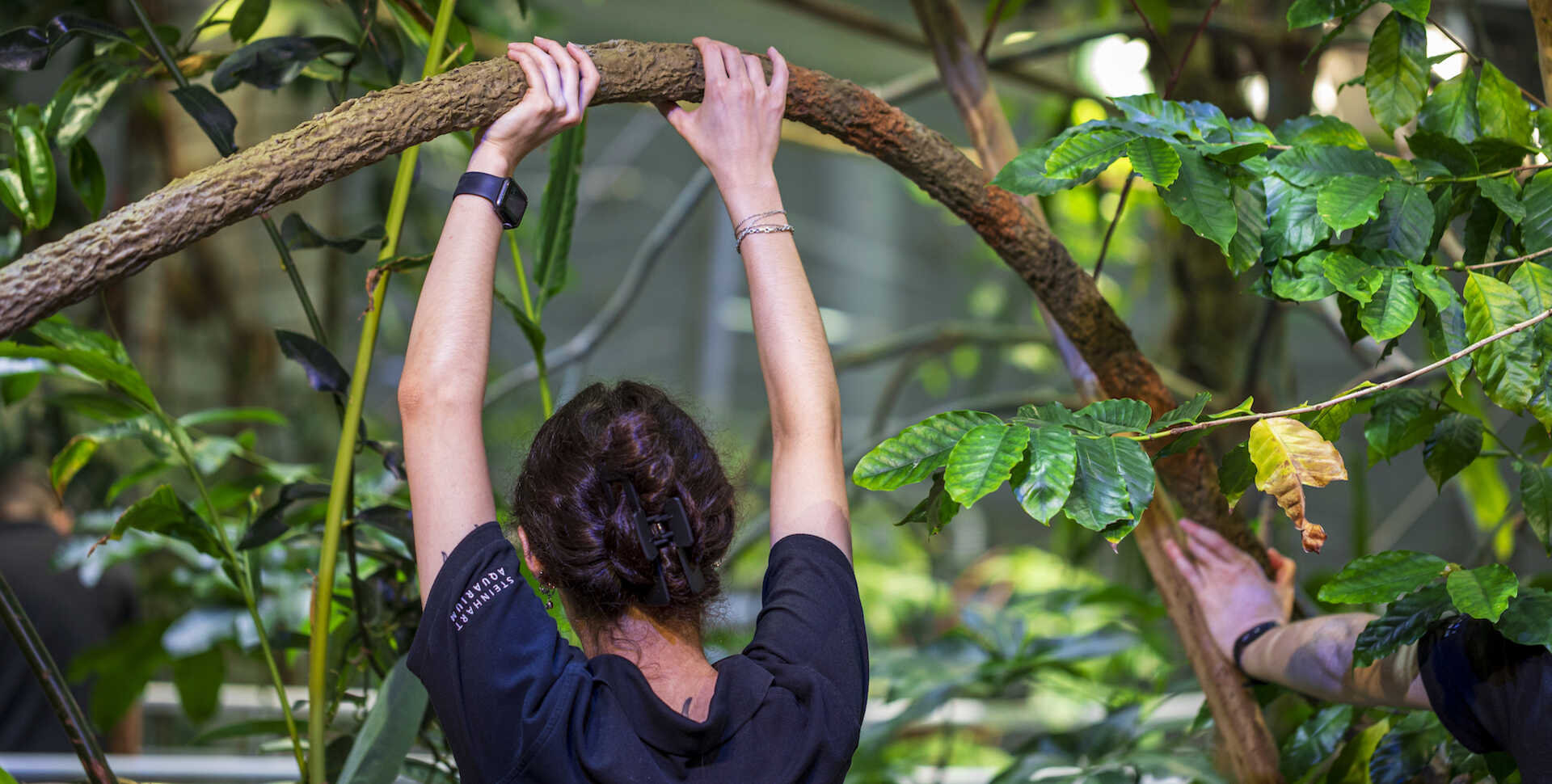 An Academy biologist holds fake vines up with her team as she prepares Osher Rainforest for reopening. 