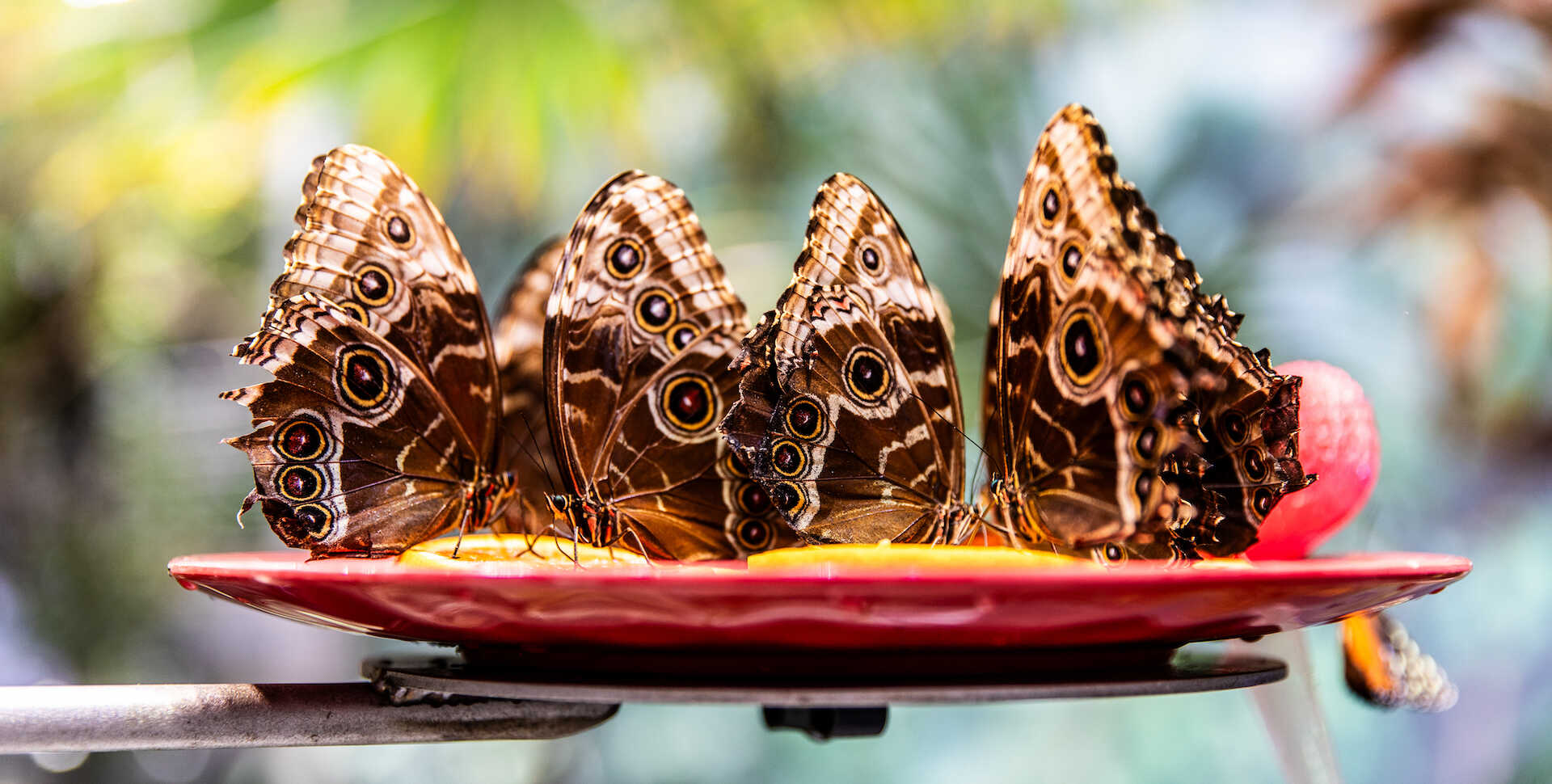 A group of brown owl butterflies feasts on ripe oranges in the rainforest. 