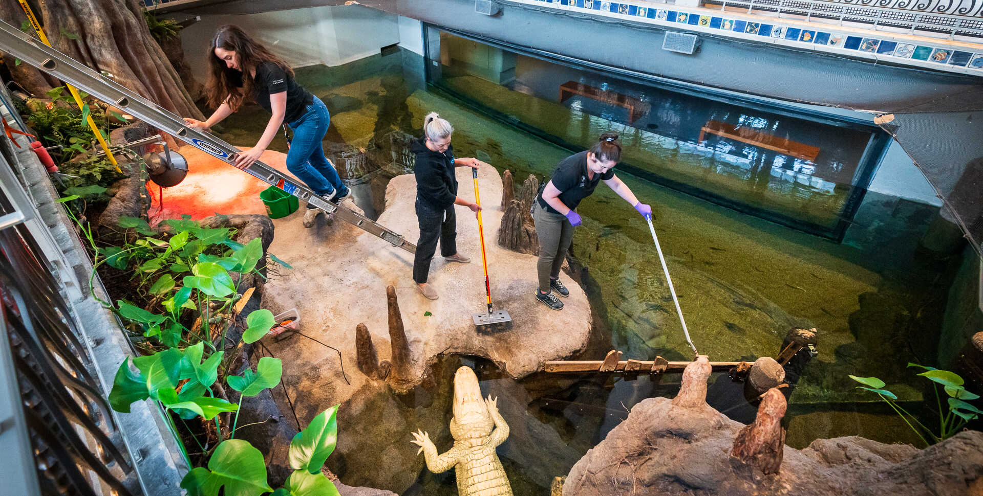 Aquarium biologists in the Swamp habitat prepare to feed Claude the alligator