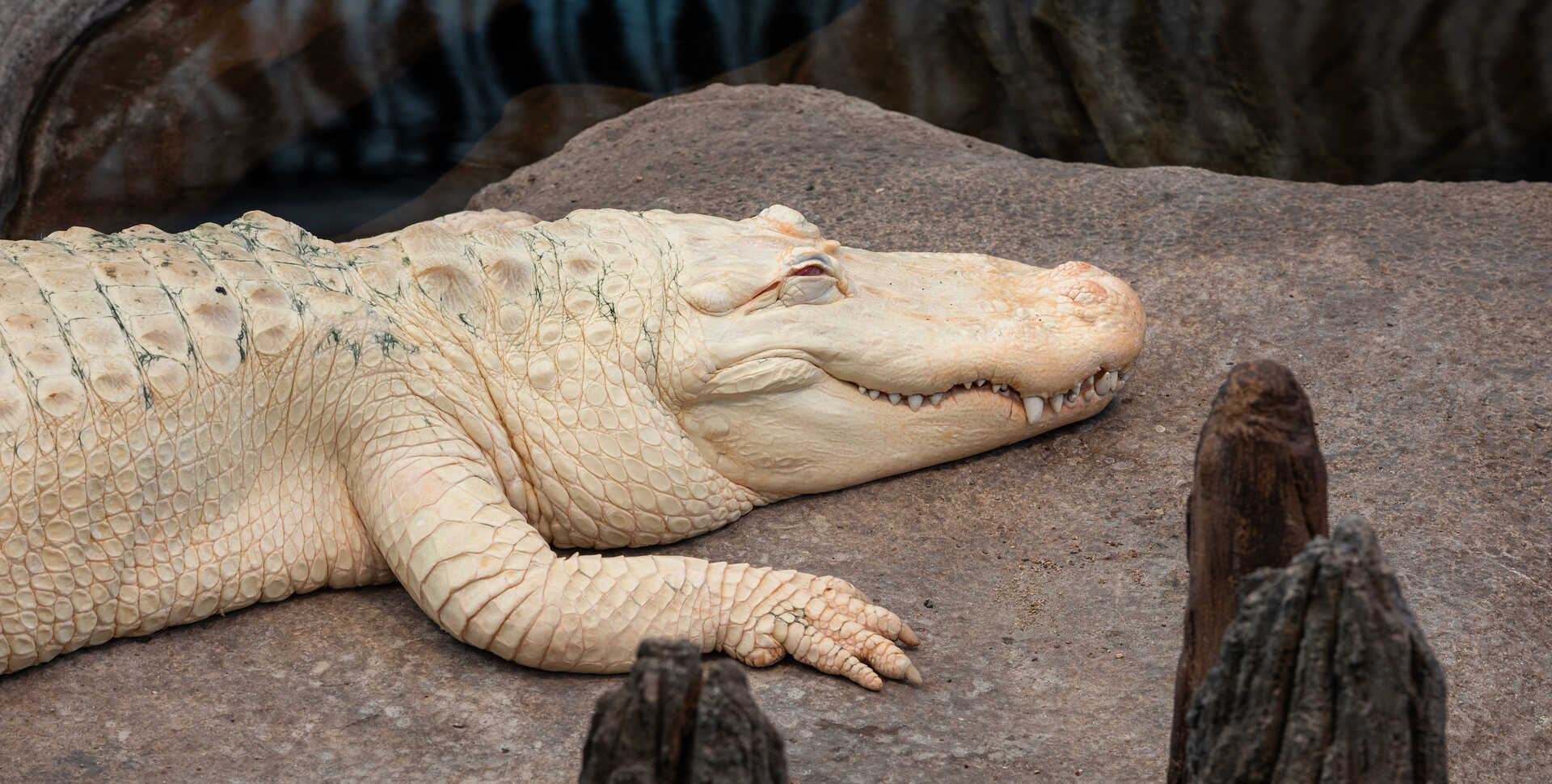 Claude the alligator naps on his heated rock