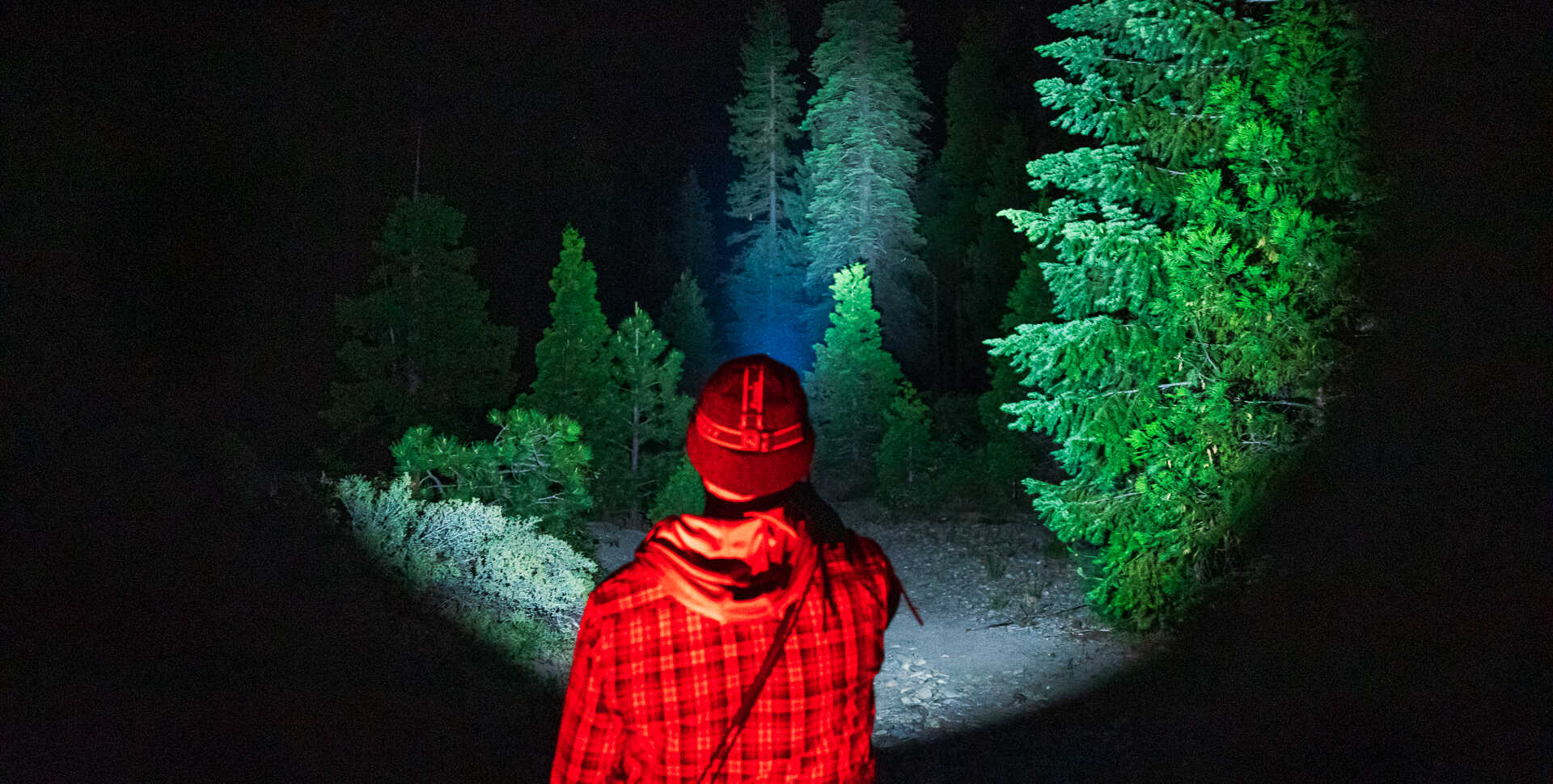 A scientist shines a flashlight into the trees in the Caples Creek watershed