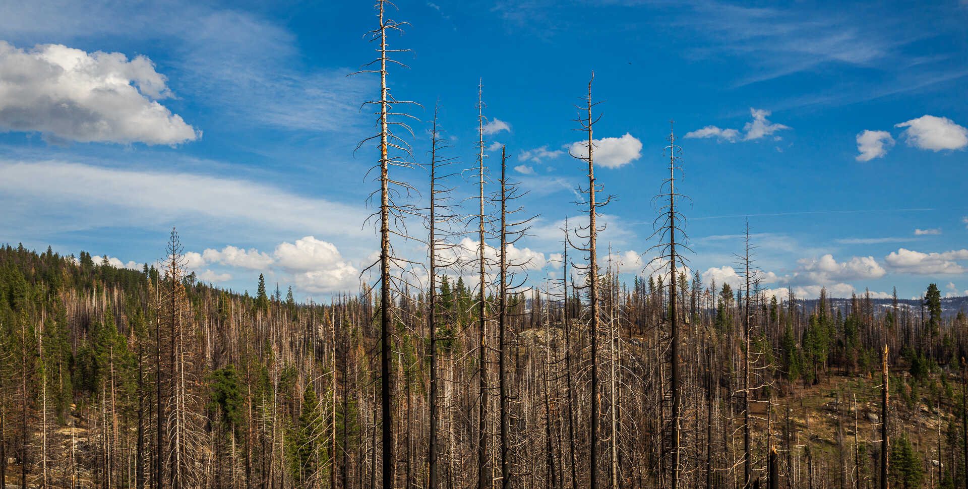 Landscape of burned forest in Caples Creek Watershed